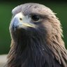 Profilbild von Eagle Core