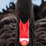 Robert Wiking's profile picture