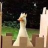 Goose Says Honk profil fotoğrafı