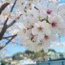 るっこら profil fotoğrafı