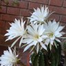 Фото профиля Lauretana
