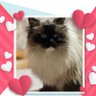 Profilbild von Rag~Ragdollとシュナ358