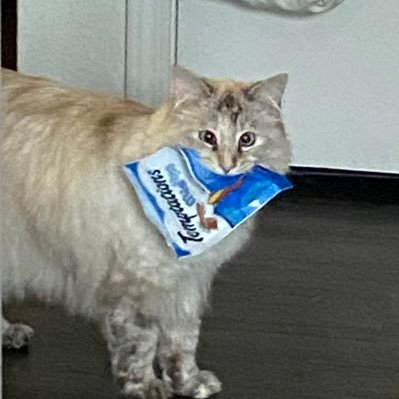brioche & biscotti's profile picture