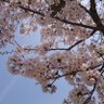 Yasuko_oO's profile picture