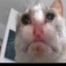 Inestron's profile picture