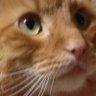 Steve Kasuya's profile picture