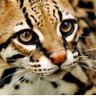 Antonieta Tapia's profile picture
