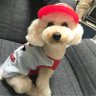 Profilbild von ☆Yumi☆⚾️