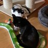 Čertík a Babetka 🐈's profile picture