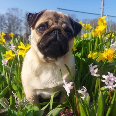 PugSmile7's profile picture