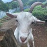 サン シュガー's profile picture