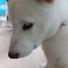 Фото профиля しろいはなちゃん