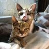 Profilbild von ねこのこ
