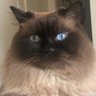 Piazotalo's profile picture