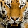 Profilbild von tigercom
