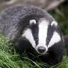 Badger 的头像