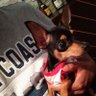 Mr. Chipocles S.A. de C.V.'s profile picture