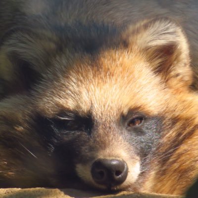 sagyouatama's profile picture