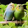 きぽぽん profil fotoğrafı