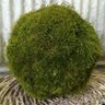 Moss Ball 的头像
