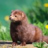 Mink fun profil fotoğrafı