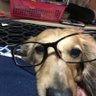 手羽先コウ's profile picture