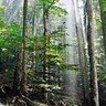 Profilbild von BCTallTrees