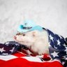 Тот еще Хорек's profile picture