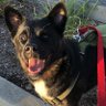 Rudy T. Dog's profile picture