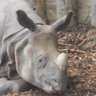 Profilbild von Lord Rhino