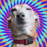 Profilbild von Matis Daigle