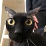 Borgi profil fotoğrafı