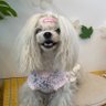 건강한우주개's profile picture