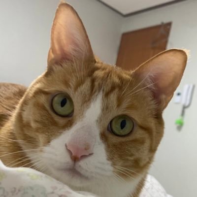 minkookcheese's profile picture