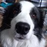 Absynt's profile picture