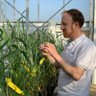 Profilbild von The Wheat Breeder