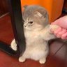 Amalekh's profile picture