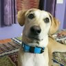 Shivendra Singh's profile picture