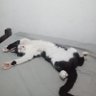 Yoyo's profile picture