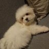 hamvee's profile picture