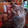 Moogie's profile picture