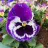 alwaysonline 💉😷's profile picture