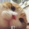 青天's profile picture