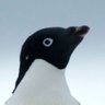 Raritan Penguin 🟡⚫️ profil fotoğrafı
