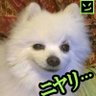 Фото профиля ニヤリ犬