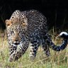 Johnson Mpeirwe profil fotoğrafı