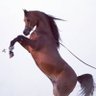 لندن •• 🐎 profil fotoğrafı