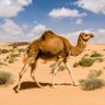 🐪 القصواء's profile picture