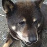 シロゴマ's profile picture