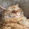 Artemis profil fotoğrafı